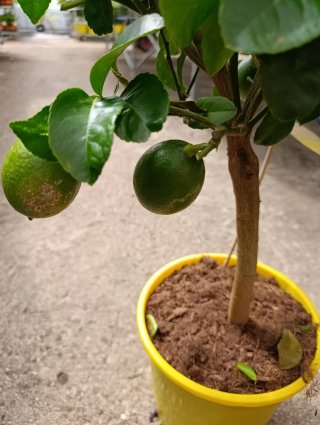 Limonero enano en maceta amarilla