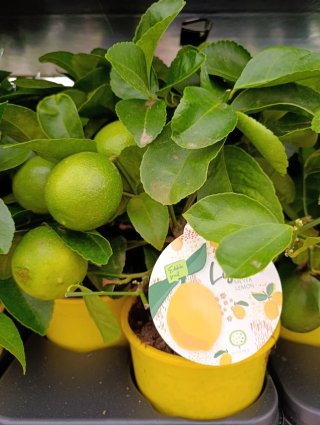 Limonero enano en maceta amarilla