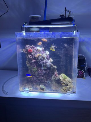 Acuario Marino Pecera