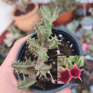 Huernia Alice 9cm