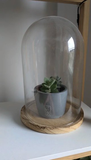 Cúpula / Terrario / Invernadero para plantas