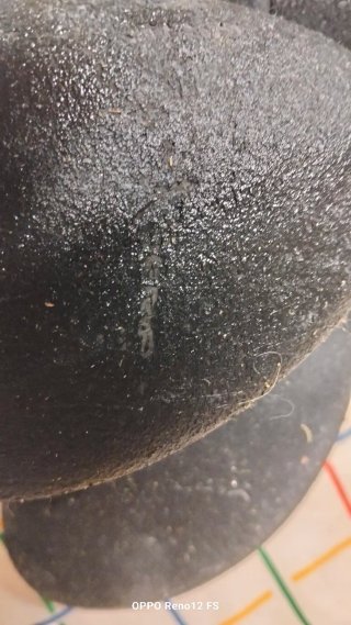 Tenaya  pies de gato