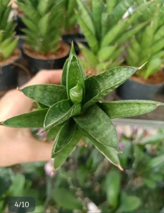 Sanseveria Samurai 25cm