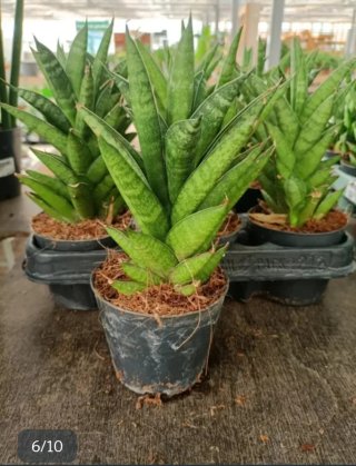 Sanseveria Samurai 25cm