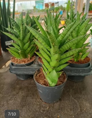 Sanseveria Samurai 25cm