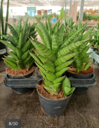 Sanseveria Samurai 25cm