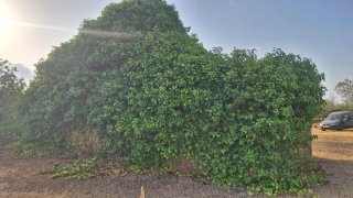 Preciosa finca rústica de 4,5 hectàreas  con casa