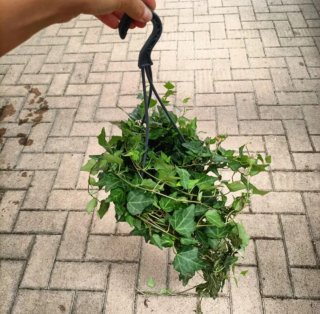 Edera Hedera Helix Vaso Basket ø19cm