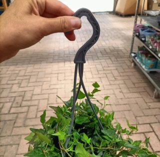 Edera Hedera Helix Vaso Basket ø19cm