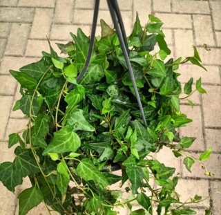 Edera Hedera Helix Vaso Basket ø19cm