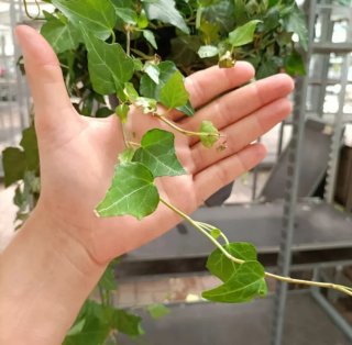 Edera Hedera Helix Vaso Basket ø19cm
