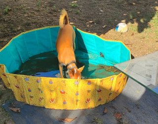 Piscina Plegable Perros Niños