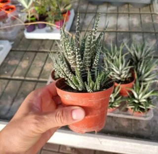 Haworthia Big Band con Polloni 20cm