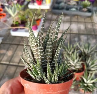 Haworthia Big Band con Polloni 20cm