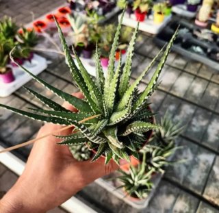 Haworthia Big Band con Polloni 20cm
