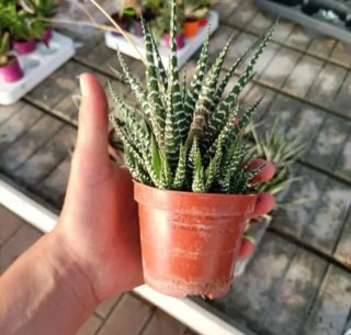 Haworthia Big Band con Polloni 20cm