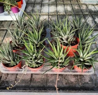 Haworthia Big Band con Polloni 20cm
