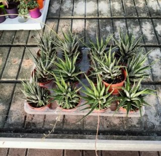 Haworthia Big Band con Polloni 20cm