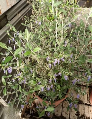 Teucrium Fruticans Camedrio 80cm
