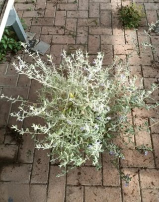Teucrium Fruticans Camedrio 80cm