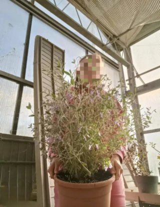 Teucrium Fruticans Camedrio 80cm