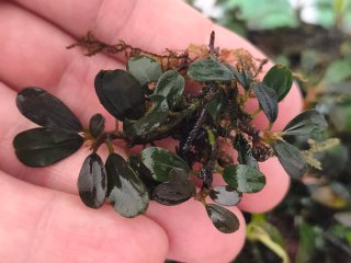 BUCEPHALANDRAS LOTE 10 PLANTAS ENVÍO GRATIS