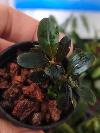 BUCEPHALANDRAS LOTE 10 PLANTAS ENVÍO GRATIS