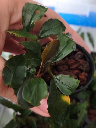 BUCEPHALANDRAS LOTE 10 PLANTAS ENVÍO GRATIS