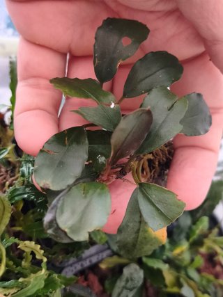 BUCEPHALANDRAS LOTE 10 PLANTAS ENVÍO GRATIS