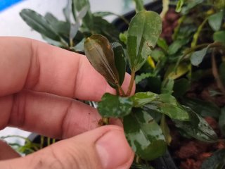 BUCEPHALANDRAS LOTE 10 PLANTAS ENVÍO GRATIS