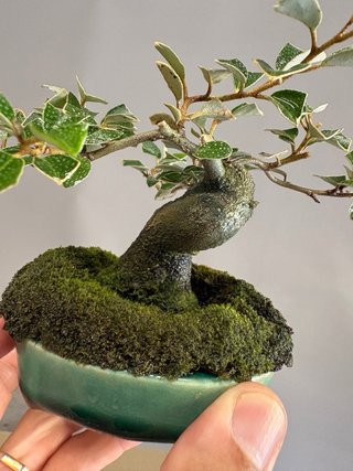 Bonsái Elaeagnus mame