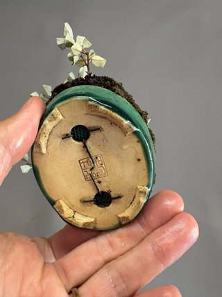 Bonsái Elaeagnus mame