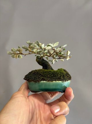 Bonsái Elaeagnus mame