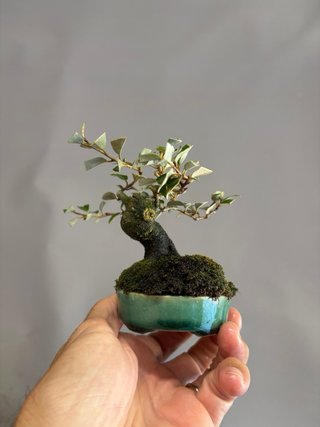 Bonsái Elaeagnus mame