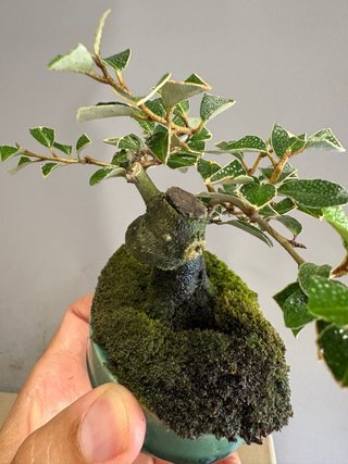 Bonsái Elaeagnus mame