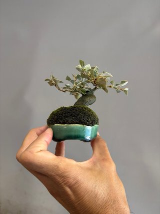 Bonsái Elaeagnus mame