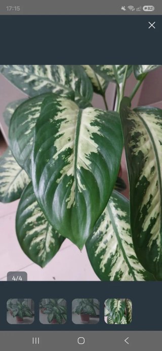 Planta de interior Dieffenbachia