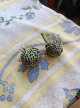 Semillas Datura Metel Trompeta Diablo