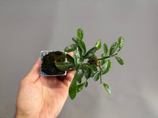 Fortunella hindsii mame bonsai