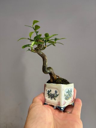 Fortunella hindsii mame bonsai