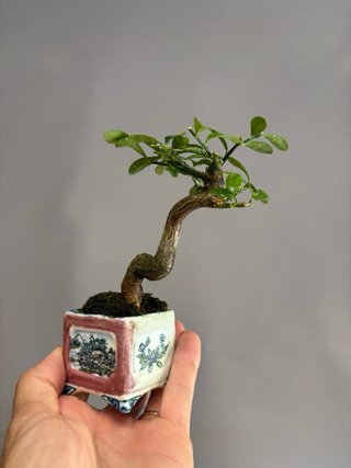 Fortunella hindsii mame bonsai