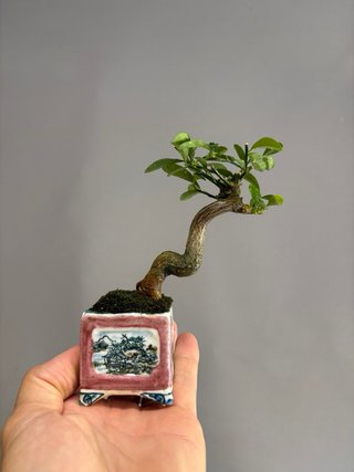 Fortunella hindsii mame bonsai