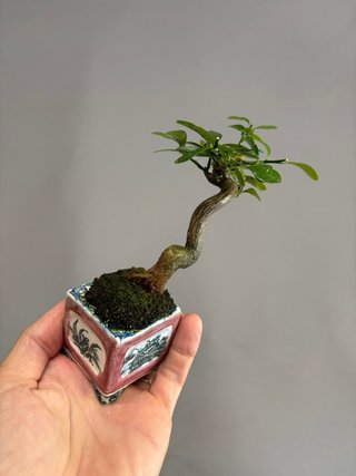 Fortunella hindsii mame bonsai