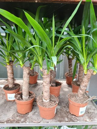 Yucca Elephantipes