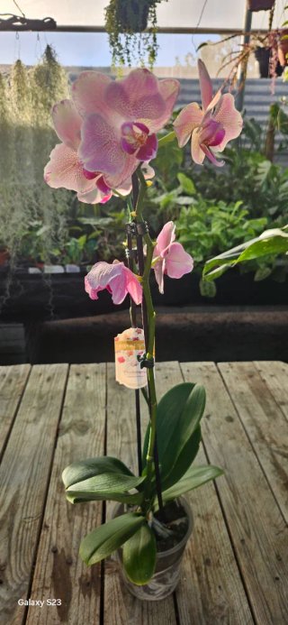 Phalaenopsis no final da floração