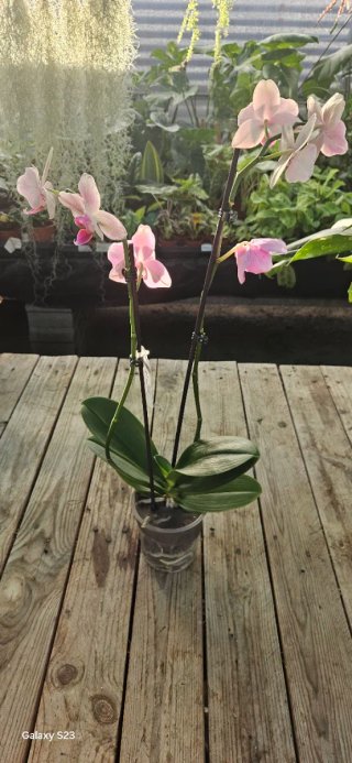 Phalaenopsis no final da floração