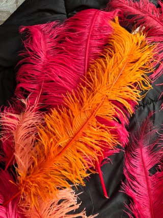 Plumas grandes decorativas. Ideales carnaval.