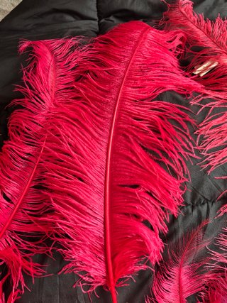 Plumas grandes decorativas. Ideales carnaval.