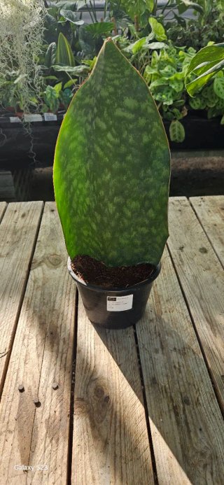Sansevieria masoniana