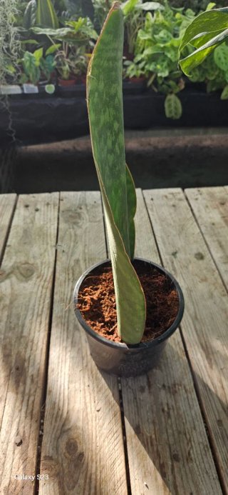 Sansevieria masoniana
